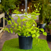 Picture of Jasmine plant