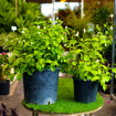 Picture of Jasmine plant