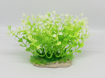 Picture of AQUATIC PLANT 447