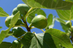 Picture of FIG tree