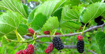 Picture of Mulberry tree