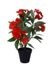 Picture of Hibiscus Rose