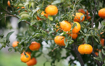 Picture of Orange tree
