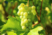Picture of Grape