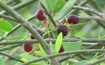 Picture of Arak tree 