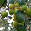 صورة سدر تفاحي مطعم