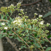 Picture of شجره الحناء