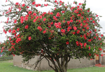Picture of نبات الكركديه