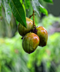 Picture of Mango tree