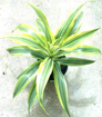 صورة دراسينا 