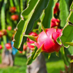 Picture of Dragon Fruit
