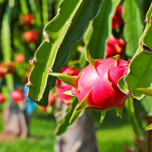 Picture of Dragon Fruit