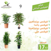 Picture of عرض 9