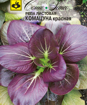 Picture of Rapeseed Komatsana Red Turnip