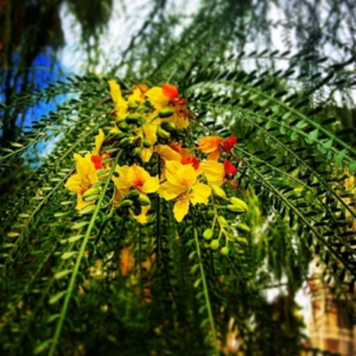 صورة الباركسونيا