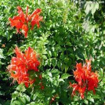 Picture of Ticumaria tree