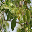 Picture of Arak tree 