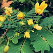Picture of Acacia tree