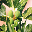 Picture of FIG tree
