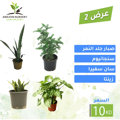 Picture of عرض 2