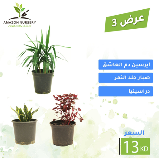 صورة عرض 3