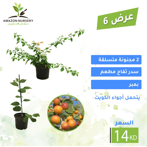 Picture of عرض 6