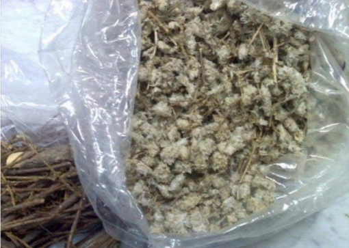 Picture of رجل الأسد