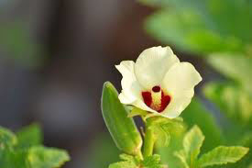 Picture of SEED-16 بذور بامية هندية