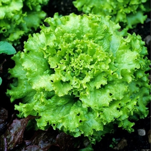 Picture of SEED-18 خس سيمبسون