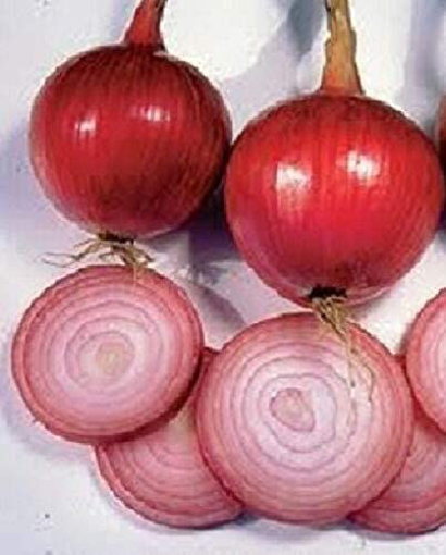 Picture of SEED-21 بصل احمرامريكي