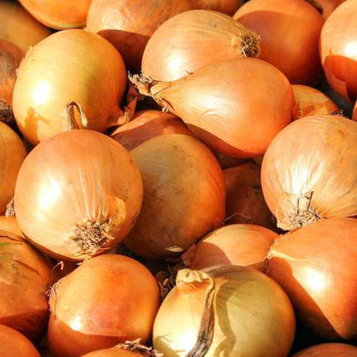 Picture of SEED-24 بصل اسباني اصفر حلو