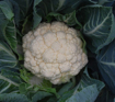 Picture of SEED-29 زهرة