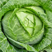 Picture of seed-31 ملفوف اخضر