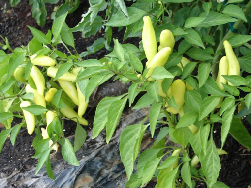 Picture of seed-33 فلفل هنغاريا