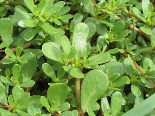 Picture of seed-39 بذوربربير