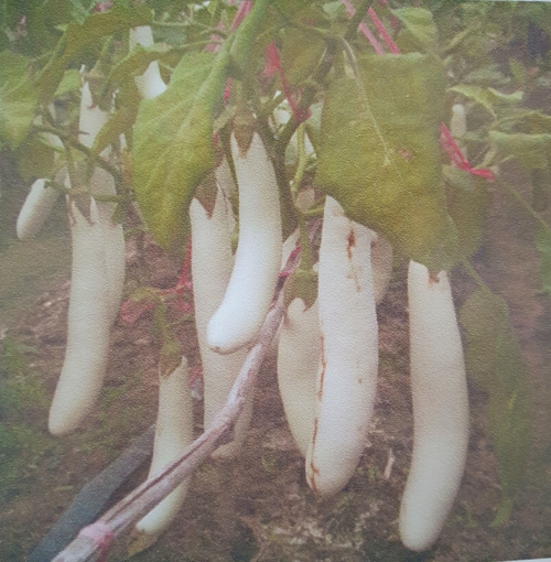 Picture of seed-43باذنجان ابيض طويل E04