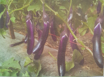Picture of seed-47باذنجان بنفسجي الرأس E01