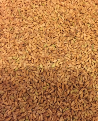 Picture of بذور بلوبنك
